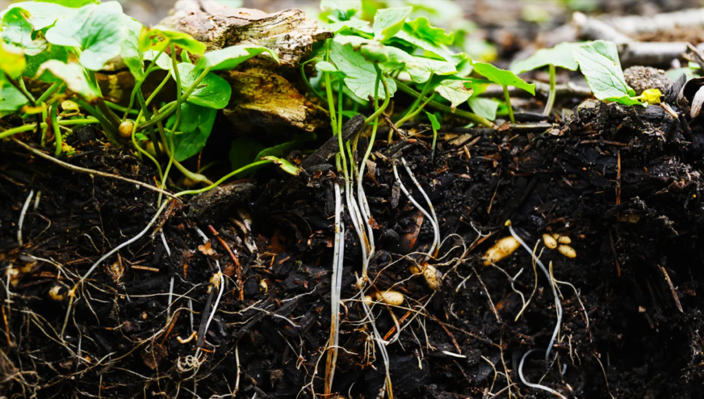 Sistem Pertanian Carbon Farming Alternatif Atasi Perubahan Iklim