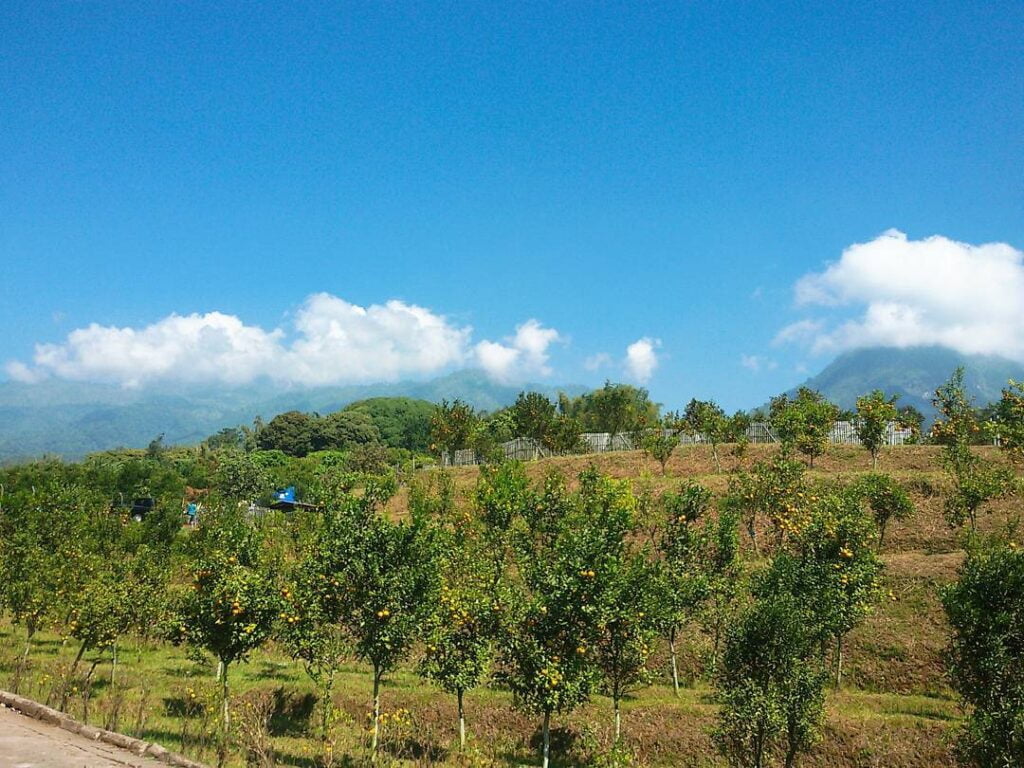 5 Tempat Wisata Petik Buah Di Kota Batu Bisa Makan Puas