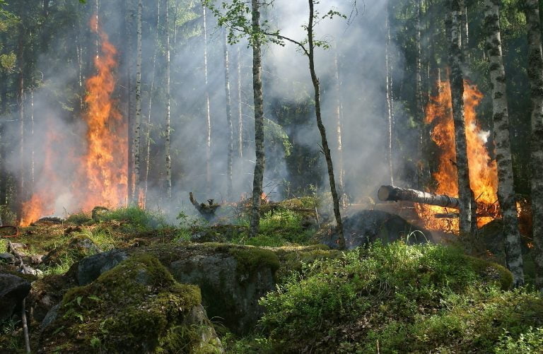 pendapat tentang kebakaran hutan