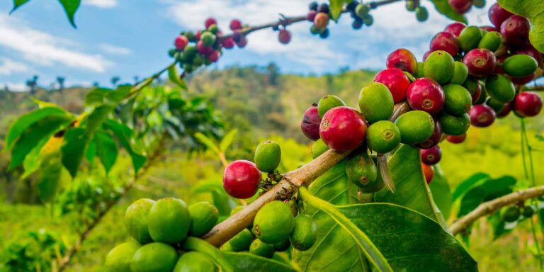 Perubahan iklim bikin harga kopi naik