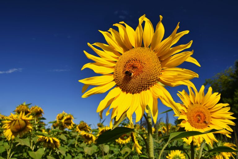 Bunga Matahari: Asal Usul, Pesona Tanaman yang Indah, dan Manfaatnya
