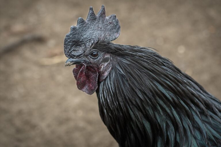 Mitos Ayam Cemani: Hewan Mistis atau Hewan Langka?