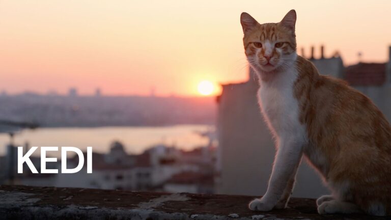 Film Kedi (2016)