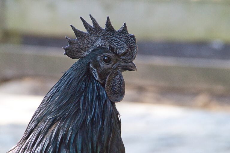 Alasan Kenapa Ayam Cemani Berwarna Hitam dan Asal Usulnya