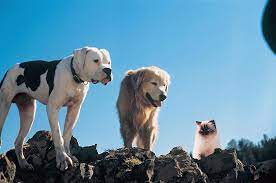 Sinopsis Homeward Bound: The Incredible Journey (1993) - homeward bound2 homeward bound : the incredible journey