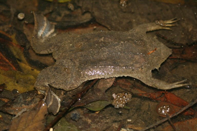 Katak Suriname