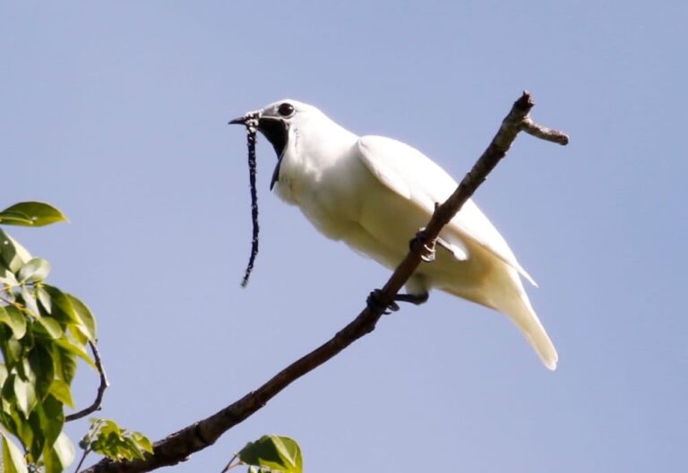 Bellbird Burung Paling Berisik di Dunia
