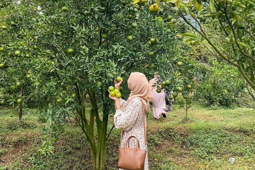 5 Tempat Wisata Petik Buah di Kota Batu, Makan Sepuasnya! - Kusuma Agrowisata novitaayu h edited Tempat Wisata Petik Buah di Kota Batu