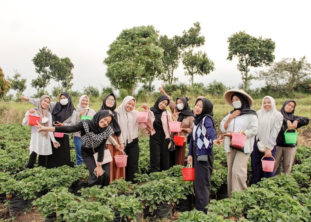 5 Tempat Wisata Petik Buah di Kota Batu, Makan Sepuasnya! - lumbungstroberi Tempat Wisata Petik Buah di Kota Batu