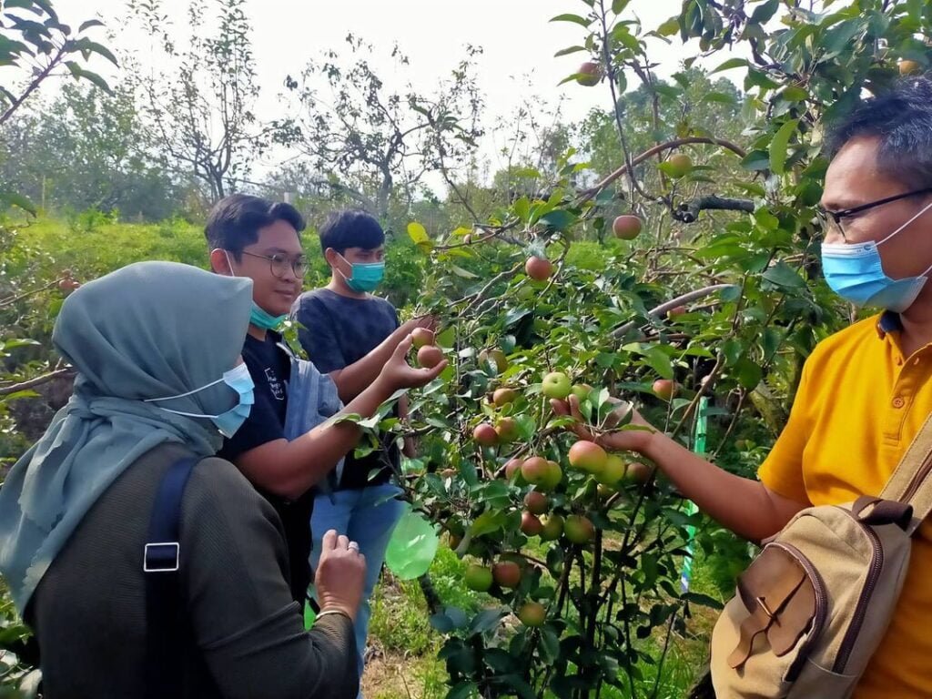 5 Tempat Wisata Petik Buah di Kota Batu, Makan Sepuasnya! - petikapelmandiri Tempat Wisata Petik Buah di Kota Batu