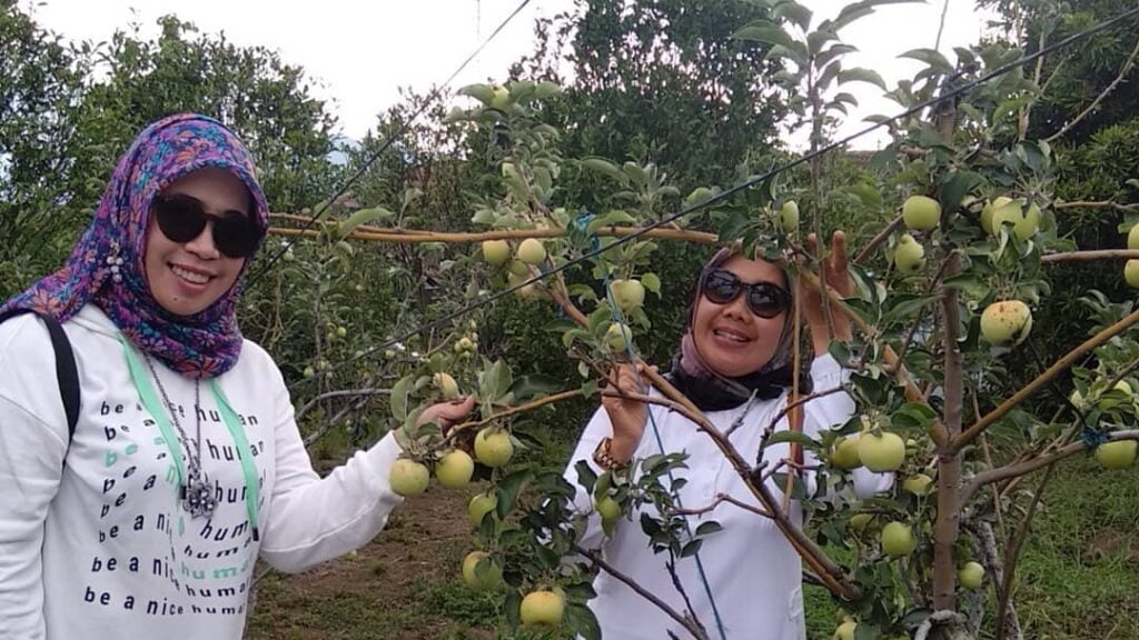 5 Tempat Wisata Petik Buah di Kota Batu, Makan Sepuasnya! - wisatapetikapelgreengarden Tempat Wisata Petik Buah di Kota Batu