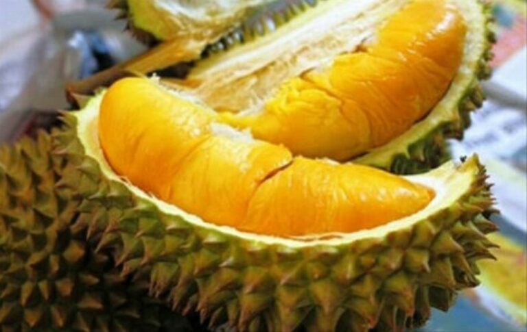 Durian Termahal di Dunia