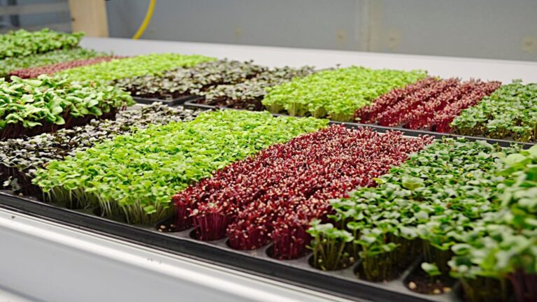 Microgreens adalah