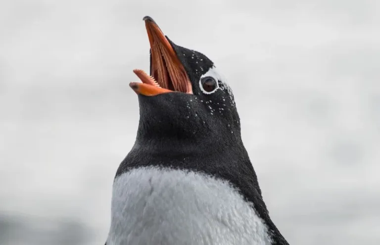 Mengenal Papila Penguin