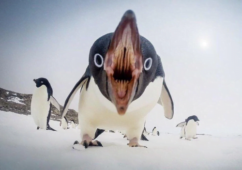 Mengenal Papila Penguin: Struktur Unik di Mulut Burung Laut - Papila Penguin Mengenal Papila Penguin: Struktur Unik di Mulut Burung Laut - Papila Penguin