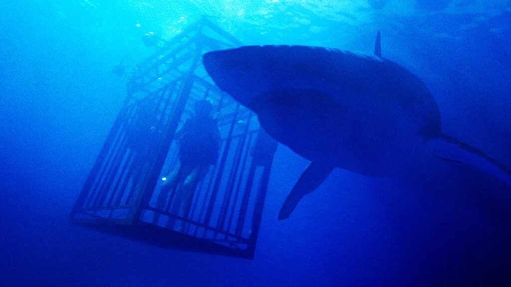 Sinopsis Film 47 Meters Down: Terjebak di Lautan Hiu - Film 47 Meters Down Sinopsis Film 47 Meters Down: Terjebak di Lautan Hiu - Film 47 Meters Down