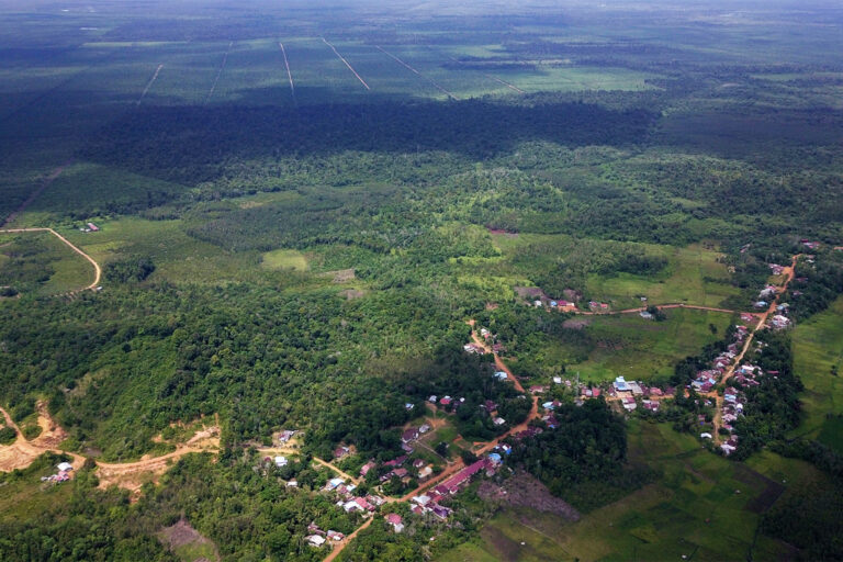 Apakah Pohon Sawit Bisa Mencegah Banjir? - apakah pohon sawit bisa mencegah banjir apakah pohon sawit bisa mencegah banjir