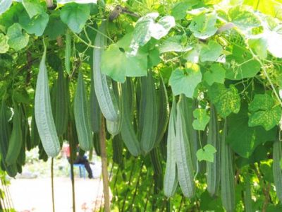 Mengenal Tanaman Oyong