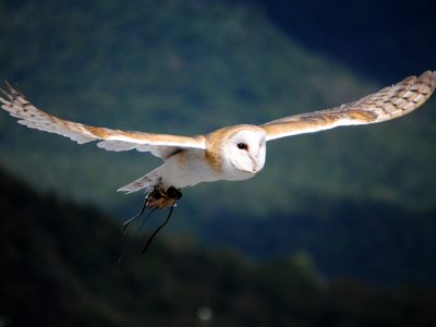 Bagaimana Bisa Burung Hantu Terbang Tanpa Suara Bagaimana Bisa Burung Hantu Terbang Tanpa Suara