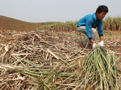 Cara Bertanam Unik Tebu Giok Putih Muge
