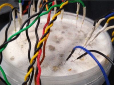 Cara Jamur Berkomunikasi