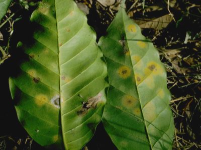 Penyakit Karat Daun pada Tanaman Kopi