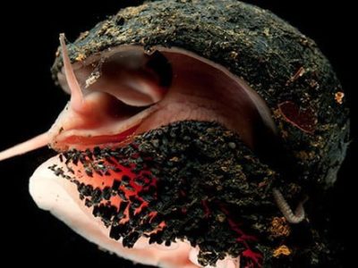 Mengenal Volcano Snail