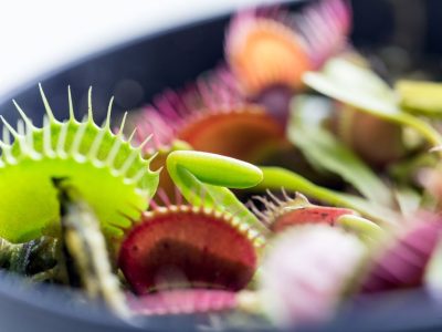 Tanaman Juga Dapat Tertidur oleh Anestesi