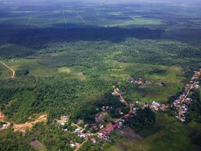 apakah pohon sawit bisa mencegah banjir