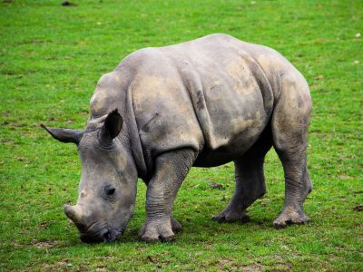 Philippe oursel/unsplash