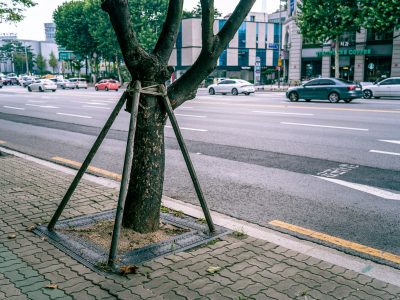 bisakah pohon mencegah banjir