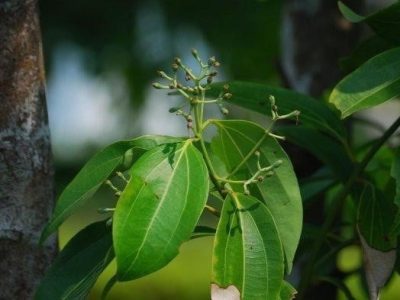 Manfaat daun kayu manis