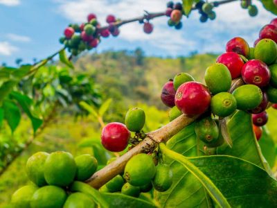 Perubahan iklim bikin harga kopi naik