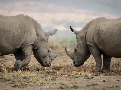 hari konservasi satwa liar sedunia