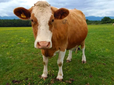 jenis sapi perah terbaik di dunia