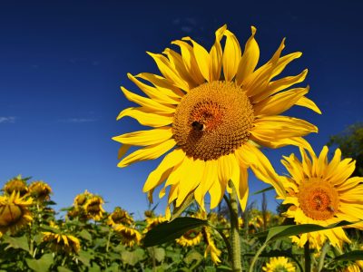 Bunga Matahari: Asal Usul, Pesona Tanaman yang Indah, dan Manfaatnya