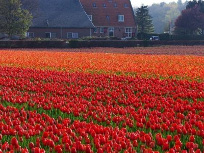 taman bunga di belanda